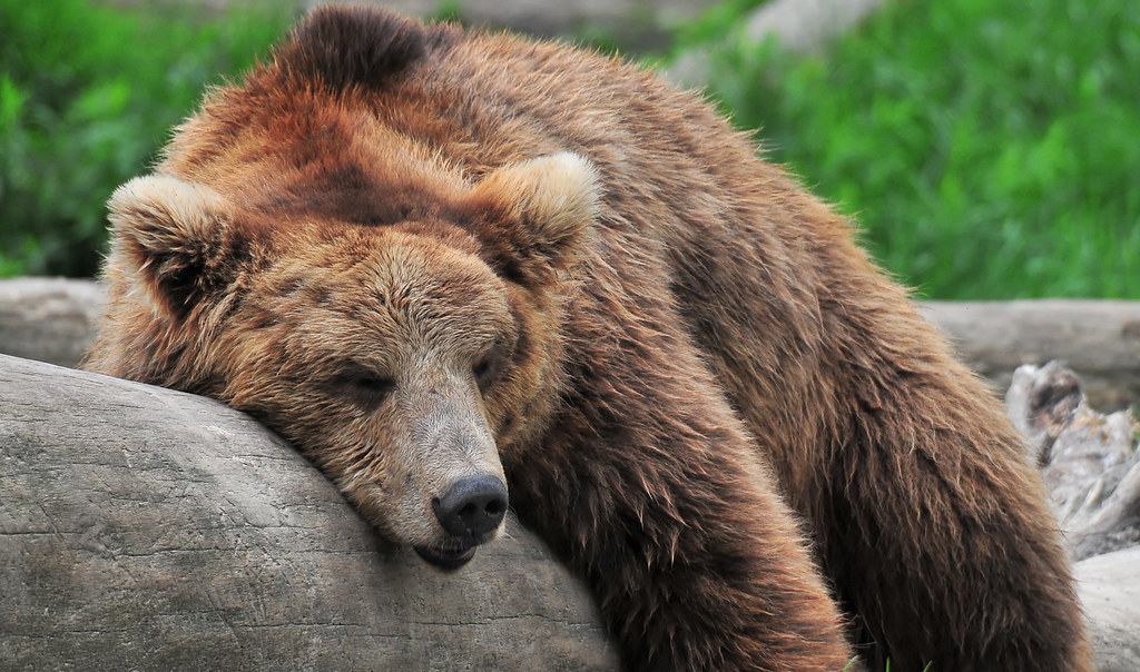 bear market ended: sleeping bear