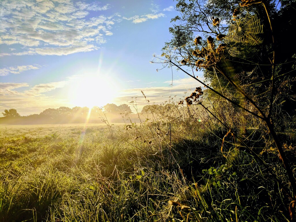 sunny field by Kol Tregaskes