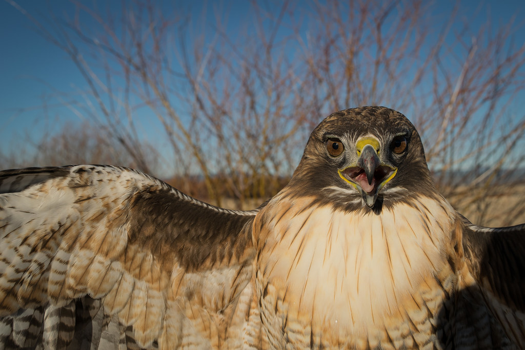 hawk (credit Red-tailed Hawk by Jon David Nelson on Flickr)