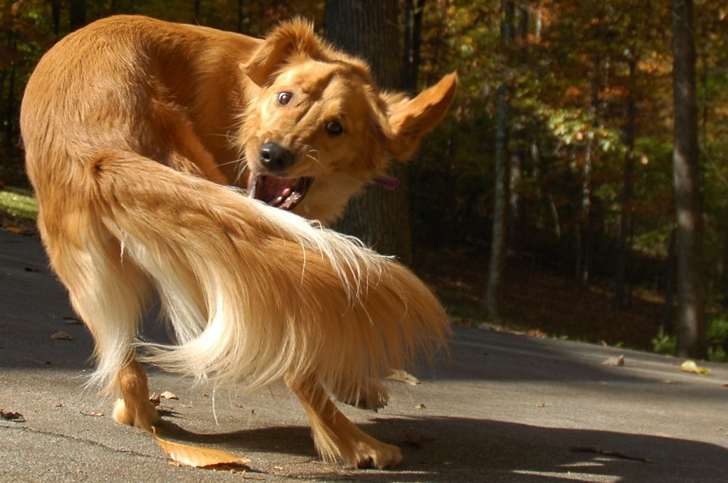 chasing tail (credit: Catch it if you can by timekin on Flickr)