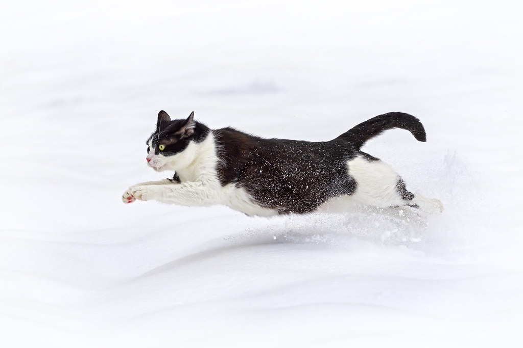 rush back (Credit: Oskar running in the snow II by Tambako the Jaguar from Flickr)