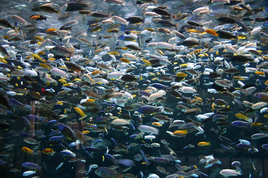 churn (Credit: Fish schooling! by Madhava Enros on Flickr)