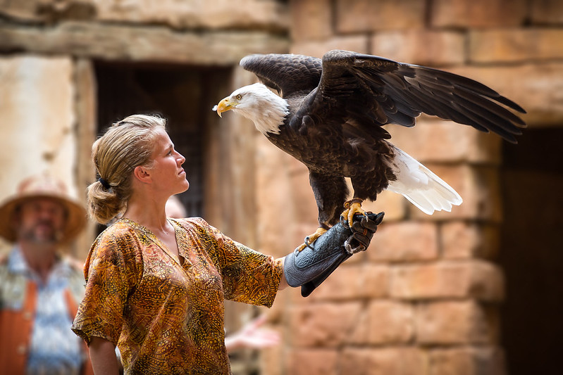 stares down (Credit: Animal Kingdom - The Stare Down by Jeff Krause Photography on Flickr)