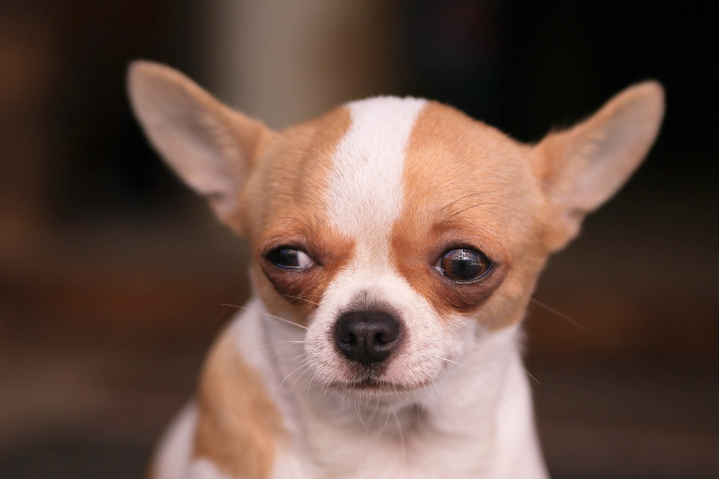 bad news is good news (Credit: Yi Chen, The Skeptical Chihuahua, Taipei, on Flickr)